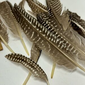 Pack of 10-20 All Natural Brown/white Guinea Feathers.